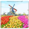 Colorful Tulips Field paint by numbers