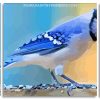 Aesthetic Blue Jay panels paint by numbers