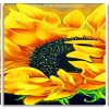 Blooming Sunflower panels paint by numbers