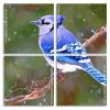 Blue Jay panels paint by numbers