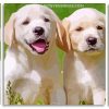 Labrador Retriever Pets panels paint by numbers