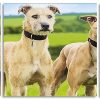 Lurcher Dogs panel piant by numbers