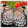 Monarch butterfly paint by numbers