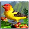 Western Tanager panels paint by numbers