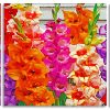 Colorful Gladiolus Flowers panels paint by numbers