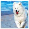 Samoyed Dog Running Panel paint by numbers