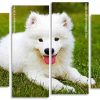 Samoyed Dog Panel paint by numbers