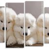 Samoyed Puppies Dogs Panels paint by number