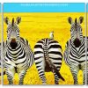 African Zebra Panel paint by numbers