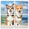 Corgis Puppies panels paint by numbers