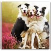 Cute Collies panels paint by numbers