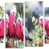 Galah Birds Panels paint by numbers