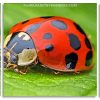 Ladybug Insect Panels paint by numbers