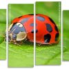 Ladybug Insect Panels paint by numbers