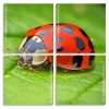 Ladybug Insect panels paint by numbers