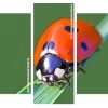 Lonely Ladybird panels paint by numbers