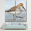 Sandpiper Birds Panels paint by numbers