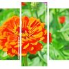 Orange Zinnia panels paint by numbers