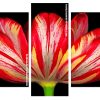 Parrot Tulip Plant Panels paint by numbers