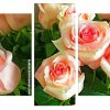 Pink Roses panels paint by numbers