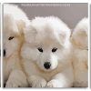 Samoyed Puppies Dogs Panels paint by number