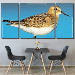 Sandpiper Bird panels paint by numbers