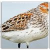 Sandpiper Birds Panels paint by numbers