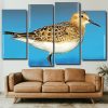 Sandpiper Bird panels paint by numbers