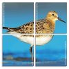 Sandpiper Bird Panels paint by numbers