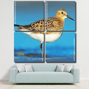 Sandpiper Bird Panels paint by numbers