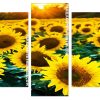 Sunflowers Panels paint by numbers