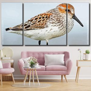 Sandpiper Bird Panel paint by numbers