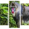 Aesthetic Mandrill Monkey ppanelss paint by numbers