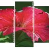 Amaryllis Plant panels paint by numbers