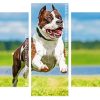 American Staffordshire Terrier Running panels paint by numbers