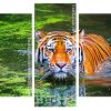 Bengal Tiger Swimming panels paint by numbers