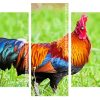 Bird Rooster panels paint by numbers