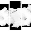 Black and White Gladiola flower panels paint by numbers