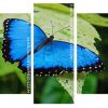 Blue Butterfly panels paint by numbers