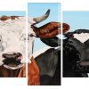 Brown And Black Cow panels paint by numbers