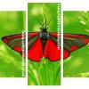 Cinnabar Moth Butterfly panels paint by numbers