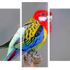 Colorful Eastern Rosella Bird Panels paint by numbers