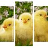 Cute Chicks panels paint by numbers