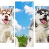 Cute Huskies panels paint by numbers