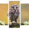 Cute Owl Bird panels paint by numbers