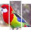 Eastern Rosella Bird panels paint by numbers