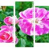 Floribunda roses Panels paint by numbers