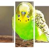 Green Budgerigar paint by numbers