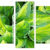 Hostas plant art Panels paint by numbers