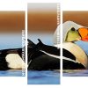 King Eider panels paint by numbers